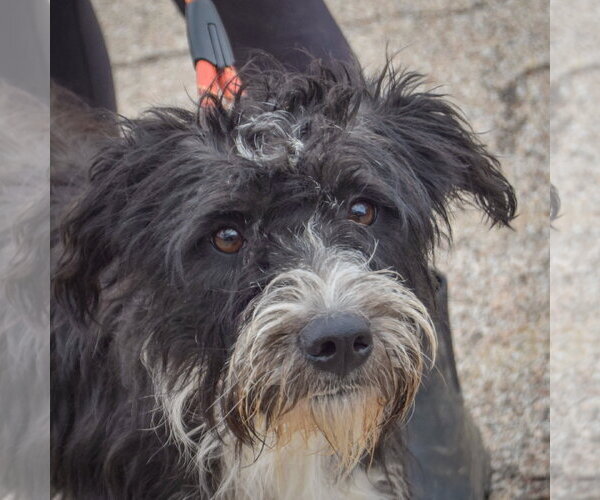 Medium Photo #5 Mutt Puppy For Sale in Huntley, IL, USA