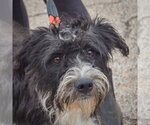 Small Photo #5 Mutt Puppy For Sale in Huntley, IL, USA
