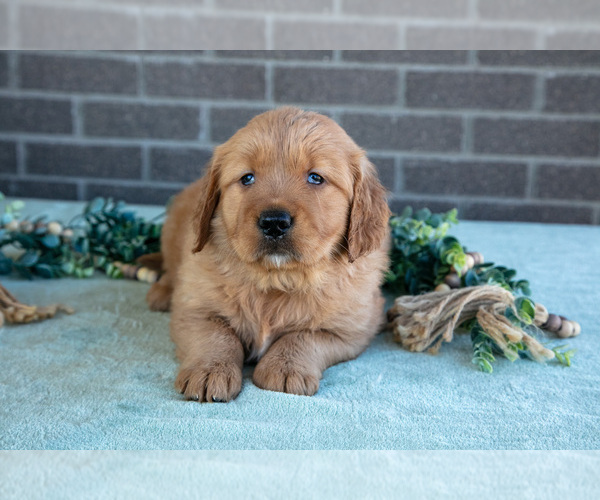 Medium Photo #19 Golden Retriever Puppy For Sale in MILLERSBURG, OH, USA