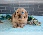 Small Photo #19 Golden Retriever Puppy For Sale in MILLERSBURG, OH, USA