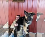 Small Photo #1 German Shepherd Dog Puppy For Sale in AUSTIN, IN, USA