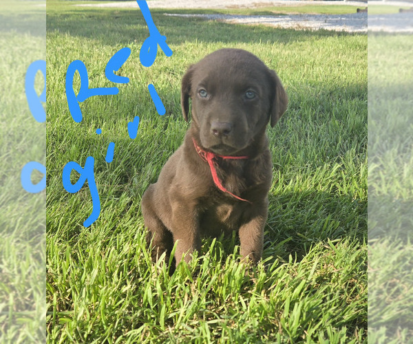 Medium Photo #1 Labrador Retriever Puppy For Sale in COLCORD, OK, USA