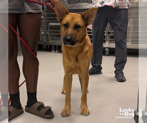 Zelda - Female Carolina Dog-German Shepherd Dog Mix Dog for Adoption - Photo #2