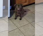 Small #5 Pug Mix