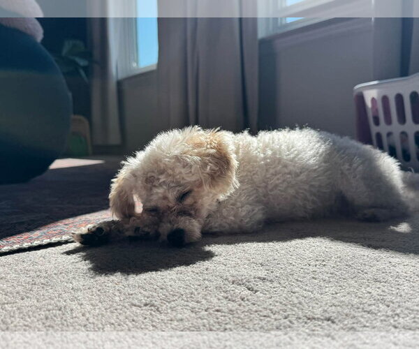 Medium Photo #4 Poodle (Toy)-Unknown Mix Puppy For Sale in Greenville, SC, USA