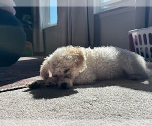 Moonpie - Male Poodle (Toy)-Unknown Mix Dog for Adoption - Photo #4