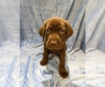 Puppy Puppy 10 Labrador Retriever