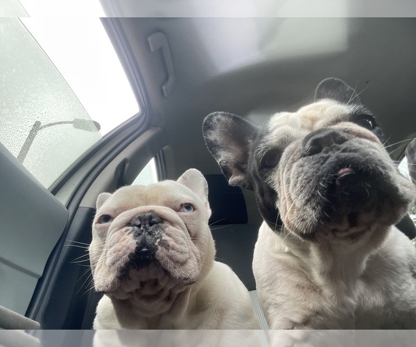 Medium Photo #46 French Bulldog Puppy For Sale in ARLETA, CA, USA