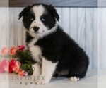Small #4 Miniature Australian Shepherd