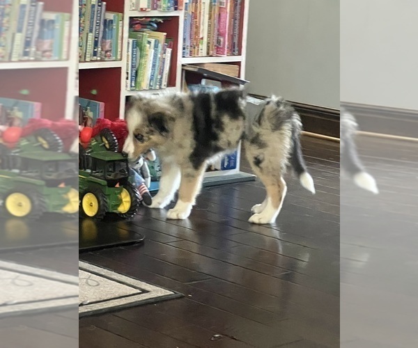 Medium Photo #3 Border Collie Puppy For Sale in FREEMAN, MO, USA