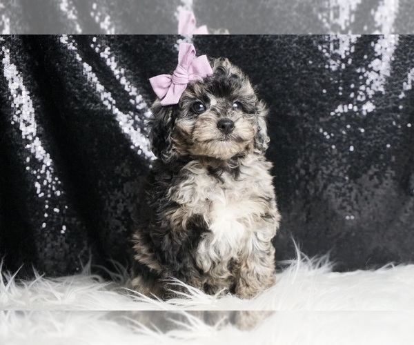 Medium Photo #10 Poodle (Miniature) Puppy For Sale in WARSAW, IN, USA