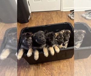German Shepherd Dog Puppy for sale in COLUMBUS, GA, USA