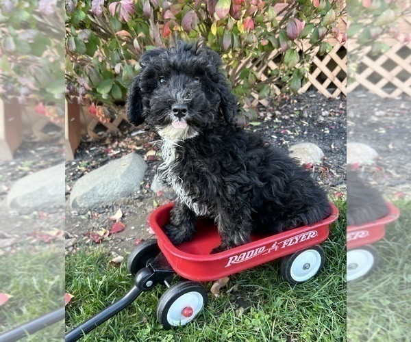 Medium Photo #1 Poodle (Miniature) Puppy For Sale in MIDDLEBURY, IN, USA