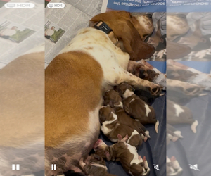 Basset Hound Puppy for sale in MANCHESTER, TN, USA