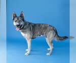 Small #1 Gerberian Shepsky