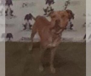 American Pit Bull Terrier Dogs for adoption in St. Cloud, FL, USA