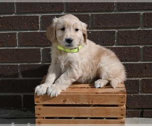 Golden Retriever Puppy for sale in APPLE CREEK, OH, USA