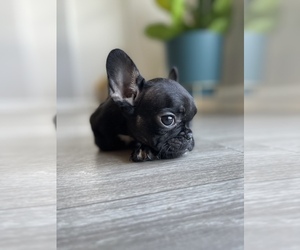 French Bulldog Puppy for sale in ATLANTA, GA, USA