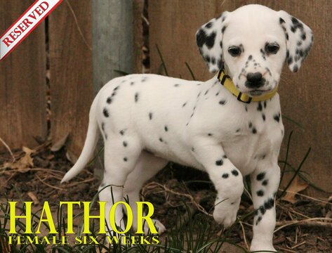Medium Photo #54 Dalmatian Puppy For Sale in ENID, OK, USA