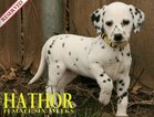Small Photo #54 Dalmatian Puppy For Sale in ENID, OK, USA