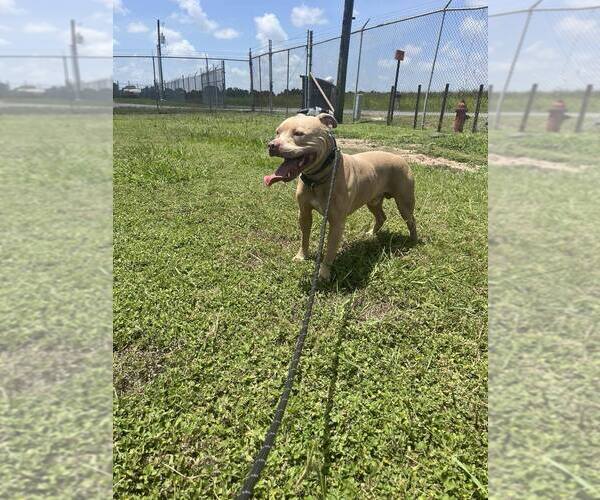 Medium Photo #3 Mutt Puppy For Sale in Abbeville, LA, USA