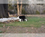 Small Photo #38 Old English Sheepdog Puppy For Sale in MARIONVILLE, MO, USA