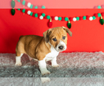 Small #12 Alapaha Blue Blood Bulldog-Jack Russell Terrier Mix