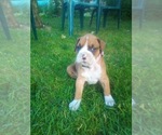 Small Photo #1 Boxer Puppy For Sale in DRYDEN, NY, USA