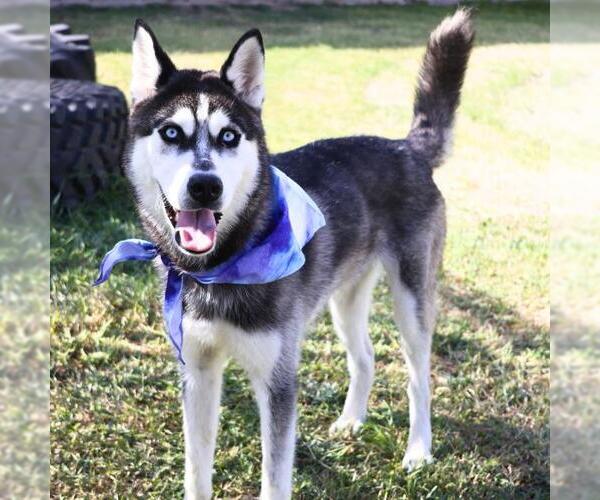 Medium Photo #1 Huskies -Unknown Mix Puppy For Sale in San Antonio, TX, USA