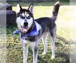 Small Huskies  Mix