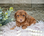 Puppy Nolan Poodle (Miniature)