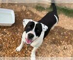 Small American Bulldog-Dalmatian Mix