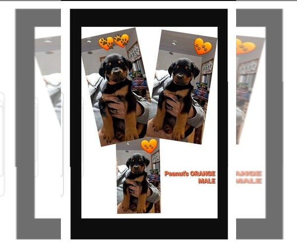 Medium Photo #1 Rottweiler Puppy For Sale in SHARPSVILLE, PA, USA