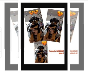 Medium Rottweiler