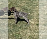 Small #2 German Shorthaired Pointer