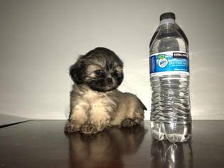 Shih Tzu Puppy for sale in WOODSTOCK, GA, USA