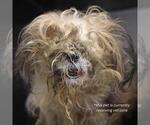 Small Shih Tzu Mix