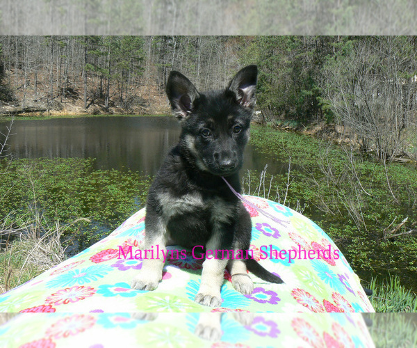 Medium Photo #5 German Shepherd Dog Puppy For Sale in PIEDMONT, MO, USA