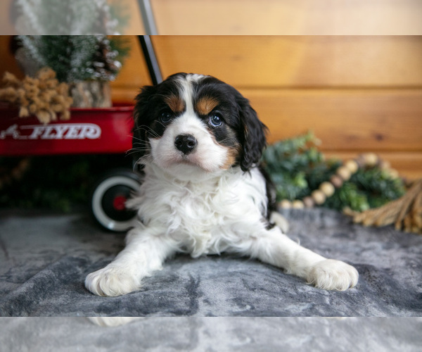 Medium Photo #3 Cavalier King Charles Spaniel Puppy For Sale in MILLERSBURG, OH, USA
