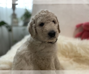 Goldendoodle-Poodle (Standard) Mix Puppy for Sale in DAVIS, California USA