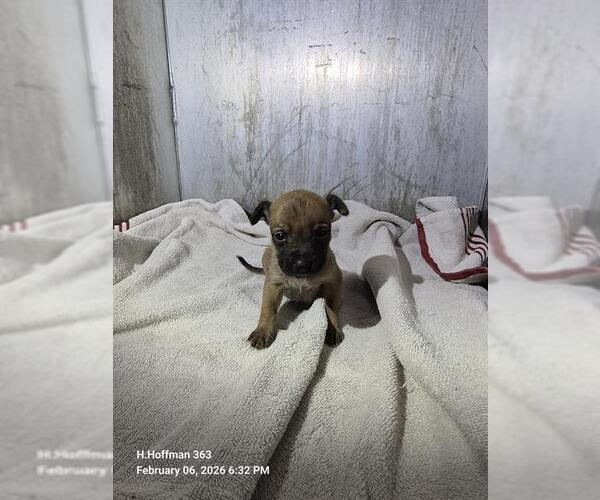 Medium Photo #1 Chihuahua-Unknown Mix Puppy For Sale in San Antonio, TX, USA