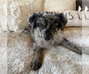 Australian Shepherd-German Shepherd Dog Mix Dogs for adoption in Lakewood, CO, USA
