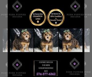 Goldendoodle (Miniature) Puppy for sale in WARSAW, IN, USA
