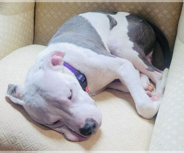 Medium Photo #33 American Pit Bull Terrier-Unknown Mix Puppy For Sale in Germantown, OH, USA