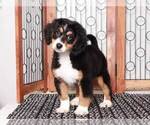 Small Photo #1 Bernedoodle (Miniature) Puppy For Sale in NAPLES, FL, USA