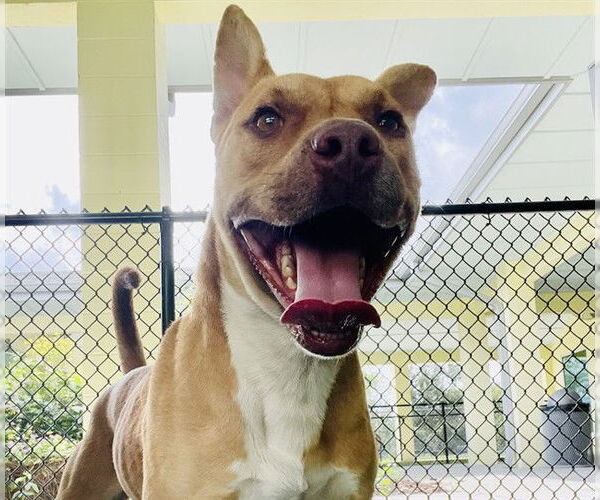 Medium Photo #2 Carolina Dog-Unknown Mix Puppy For Sale in Tavares, FL, USA