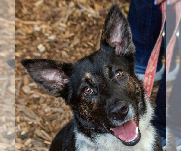 Medium Photo #6 Australian Shepherd-Unknown Mix Puppy For Sale in Canton, CT, USA