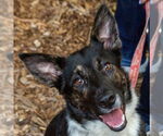 Small Photo #6 Australian Shepherd-Unknown Mix Puppy For Sale in Canton, CT, USA