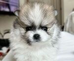 Puppy Milo Pomeranian