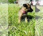 Small #6 German Shepherd Dog